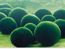 Marimo (algae balls)