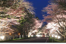 Illuminated cherry trees