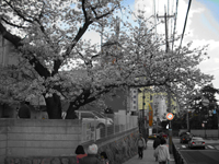 桜の名所「神港教会」