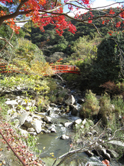 太山寺の「原生林」