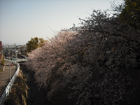 桜の名所「杣谷川」