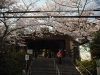 桜の名所「桜のトンネル」