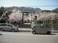 桜の名所「護国神社」